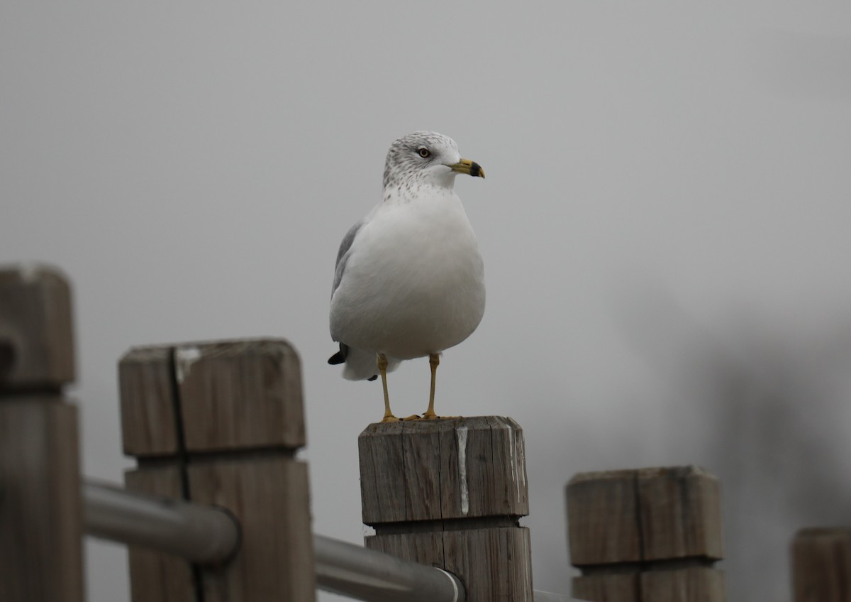 Ring-billed Gull - ML645561396