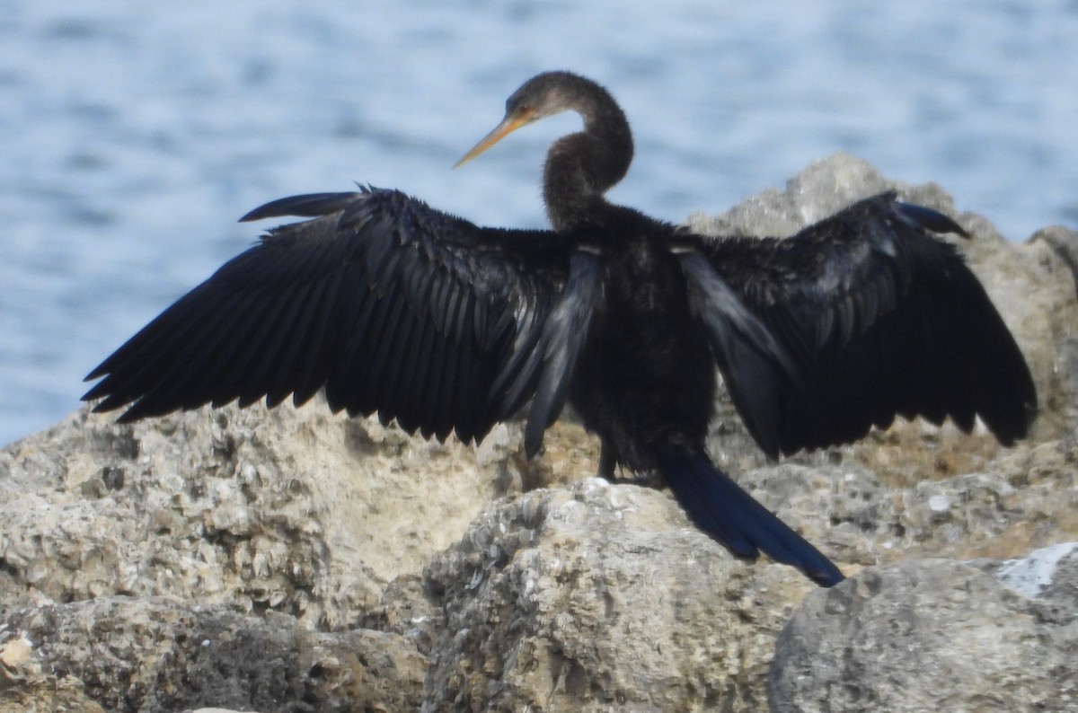 Anhinga - ML645561398