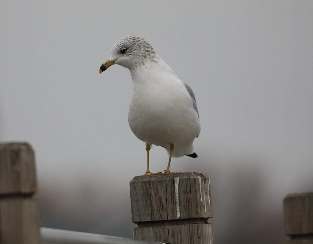 Ring-billed Gull - ML645561402
