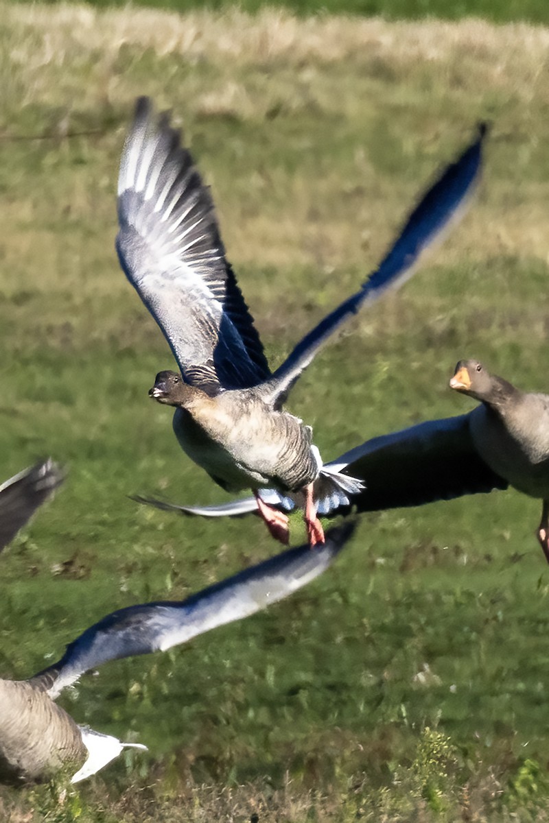 Pink-footed Goose - ML645561404