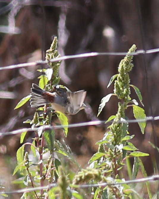 Lucy's Warbler - ML645561406
