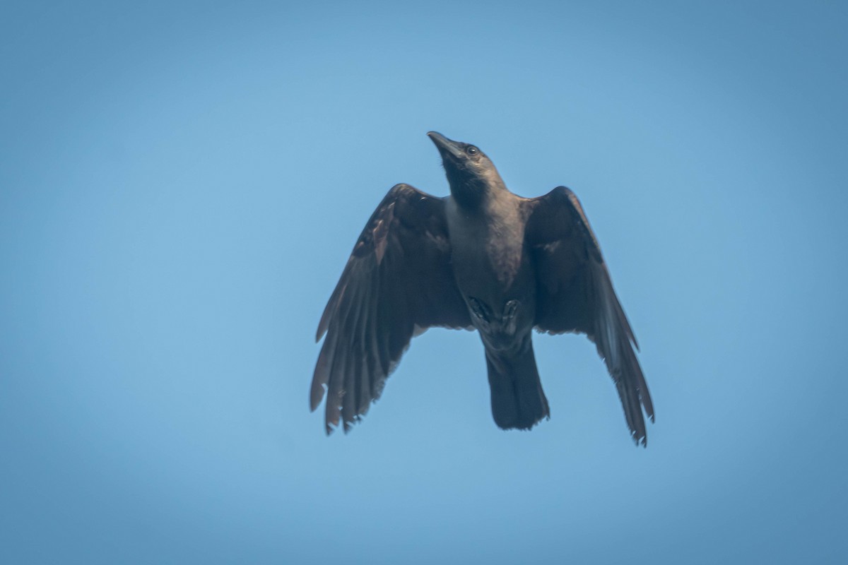 Ворона індійська - ML645561407