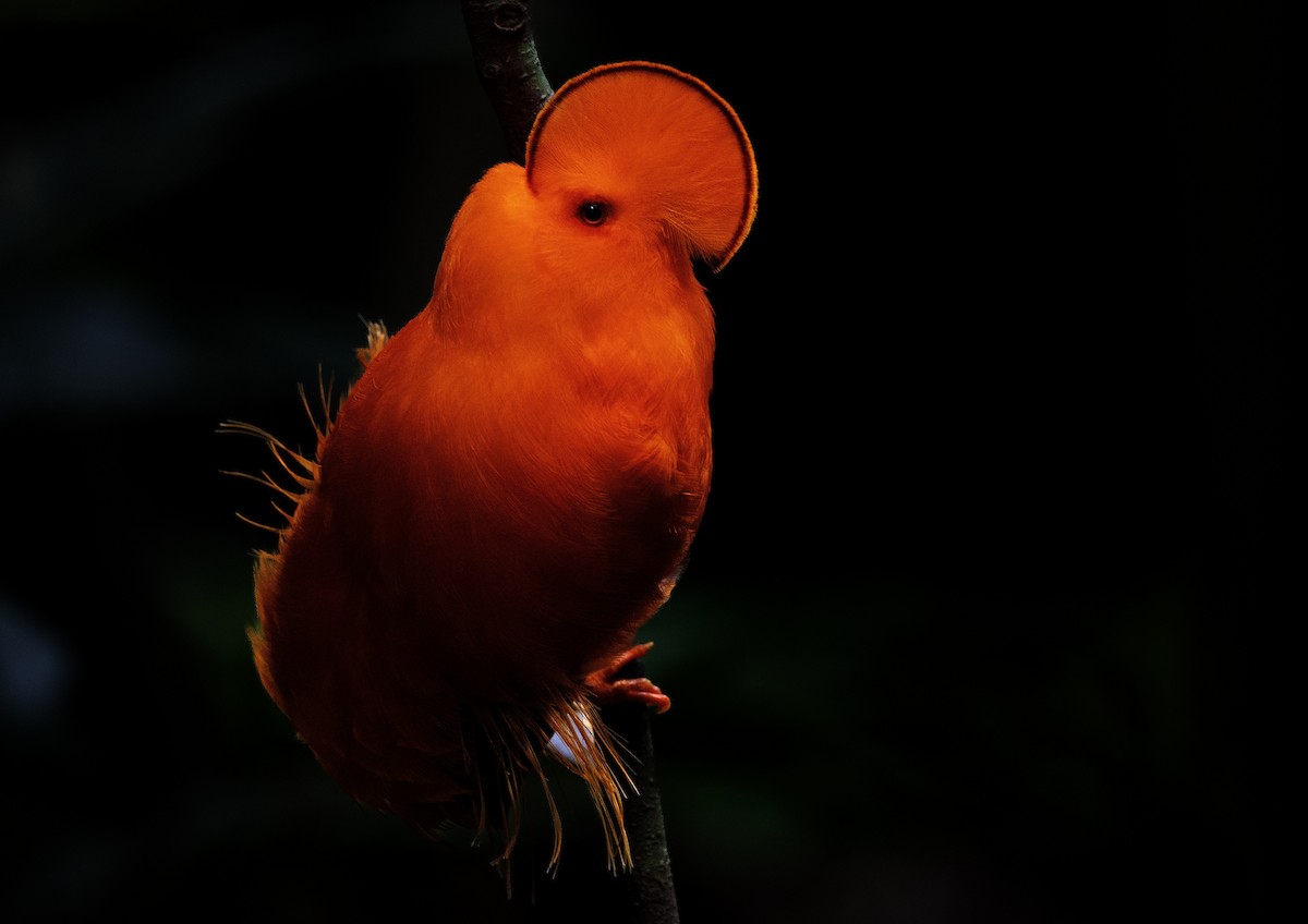 Guianan Cock-of-the-rock - ML645561409