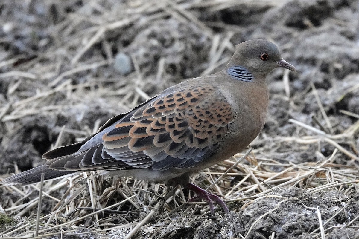 Oriental Turtle-Dove - ML645561431