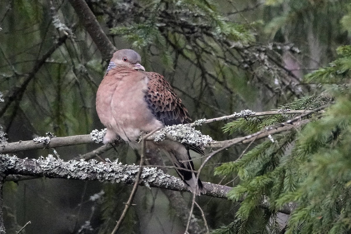 Oriental Turtle-Dove - ML645561432