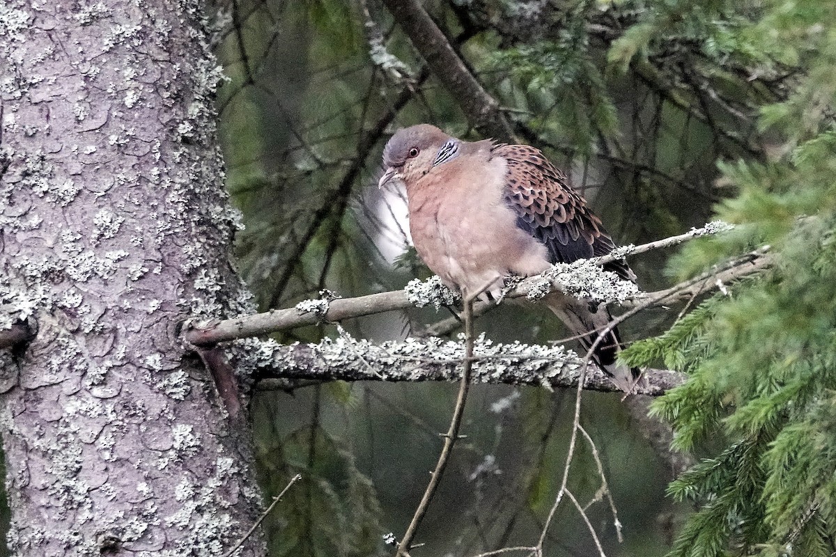 Oriental Turtle-Dove - ML645561433