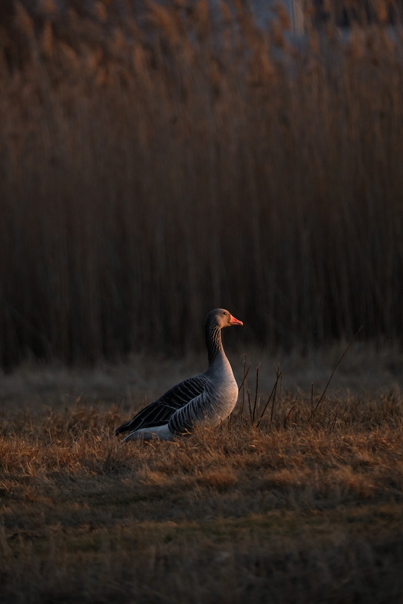 Гуска сіра - ML645561436