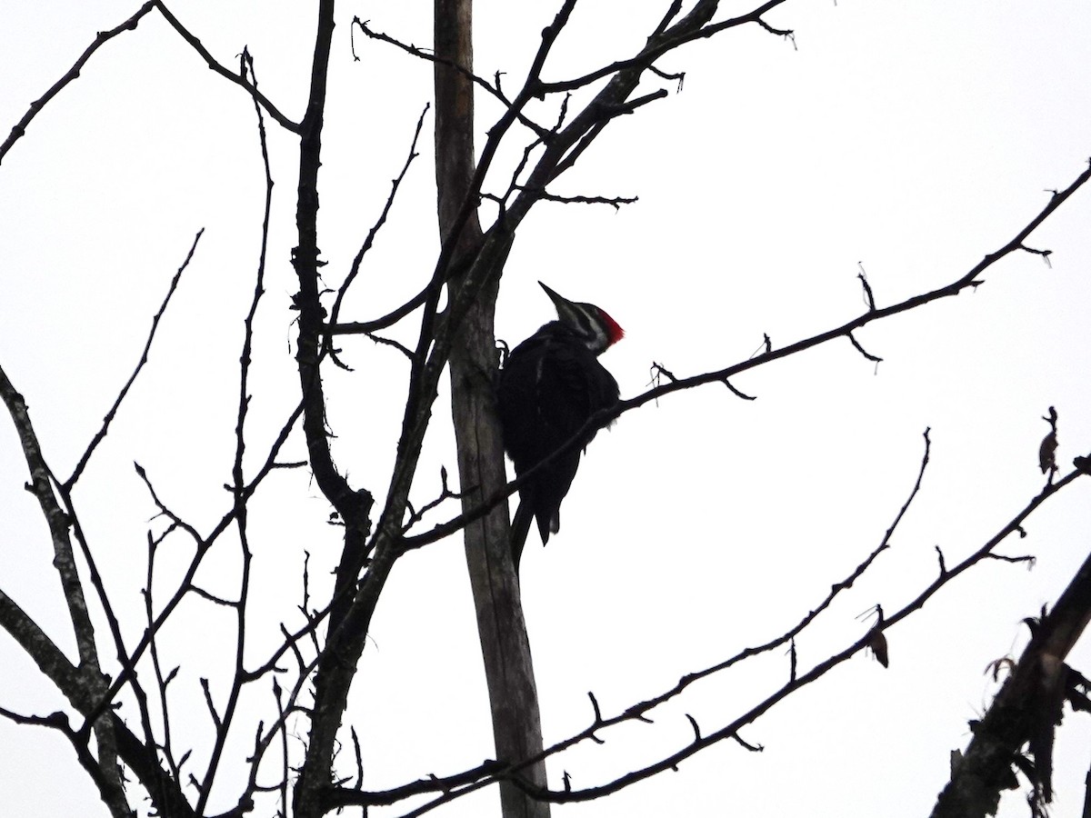 datel chocholatý - ML645561449