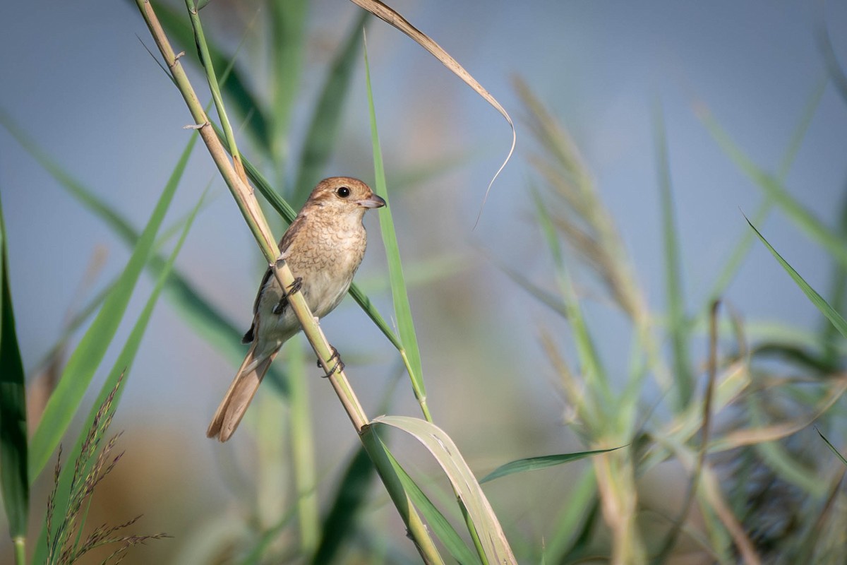 Isabelline Shrike (Daurian) - ML645561450