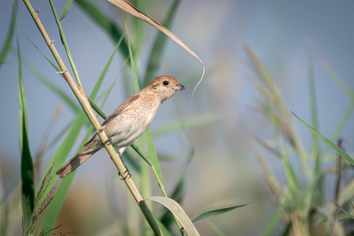 Isabelline Shrike (Daurian) - ML645561451
