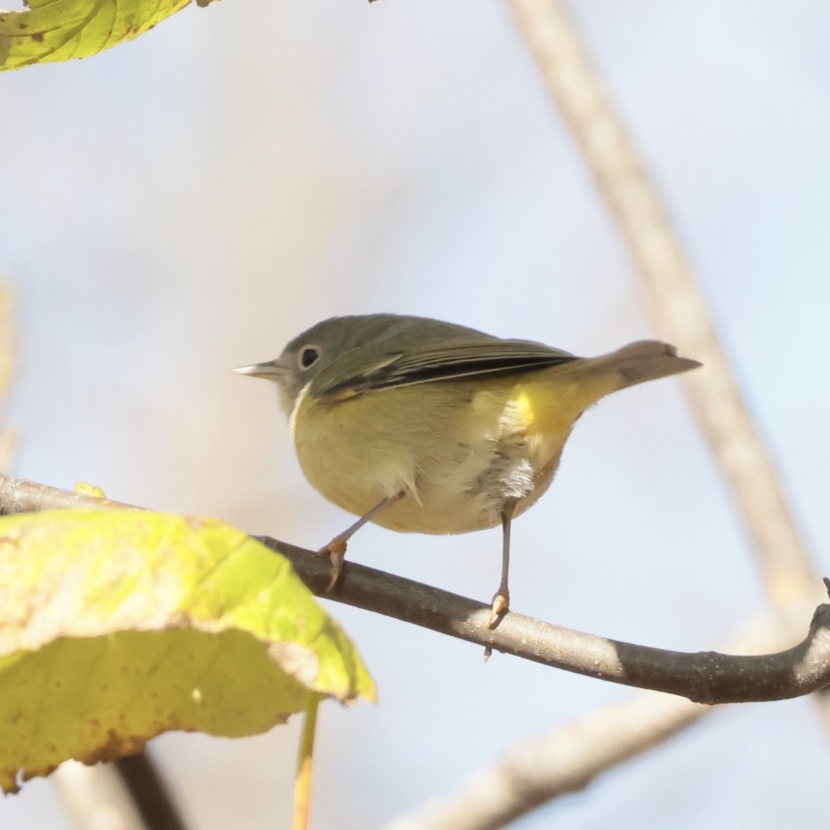 Nashville Warbler - ML645561454