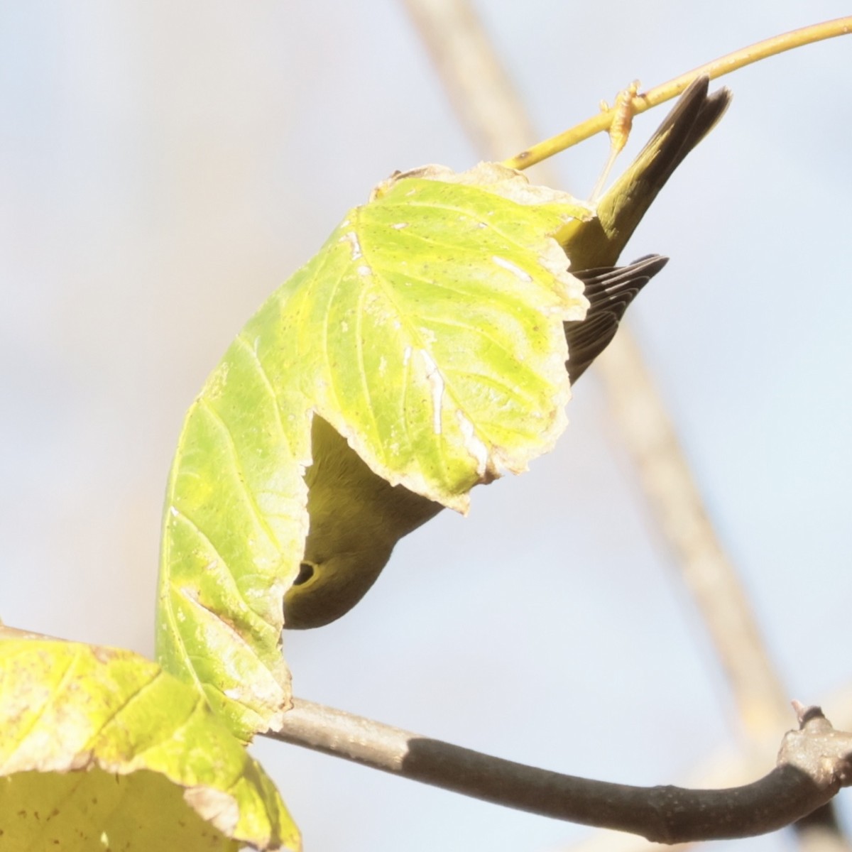 Nashville Warbler - ML645561455