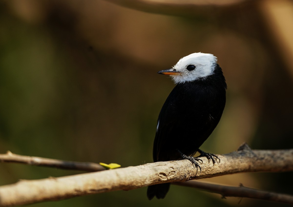 White-headed Marsh Tyrant - ML645561474