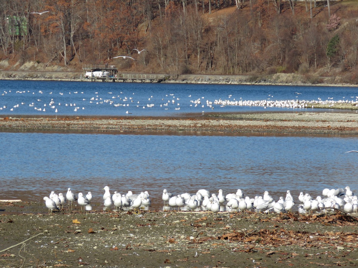 Ring-billed Gull - ML645561511
