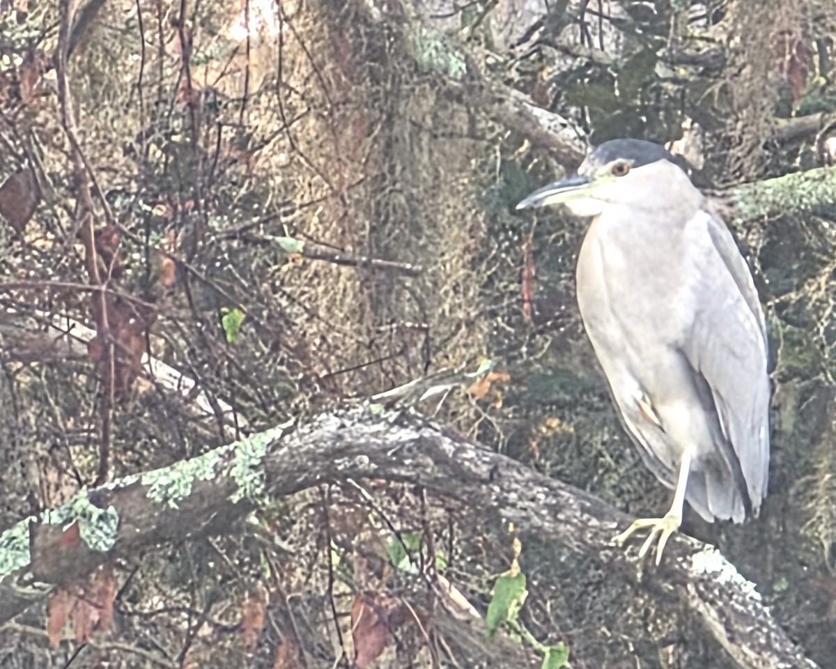 Black-crowned Night Heron - ML645561512