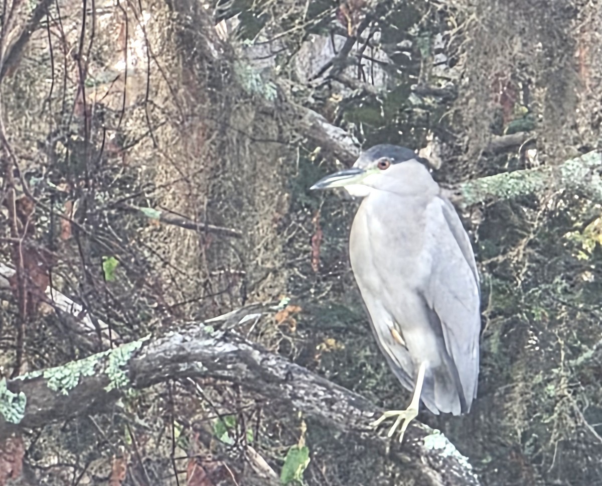 Black-crowned Night Heron - ML645561513