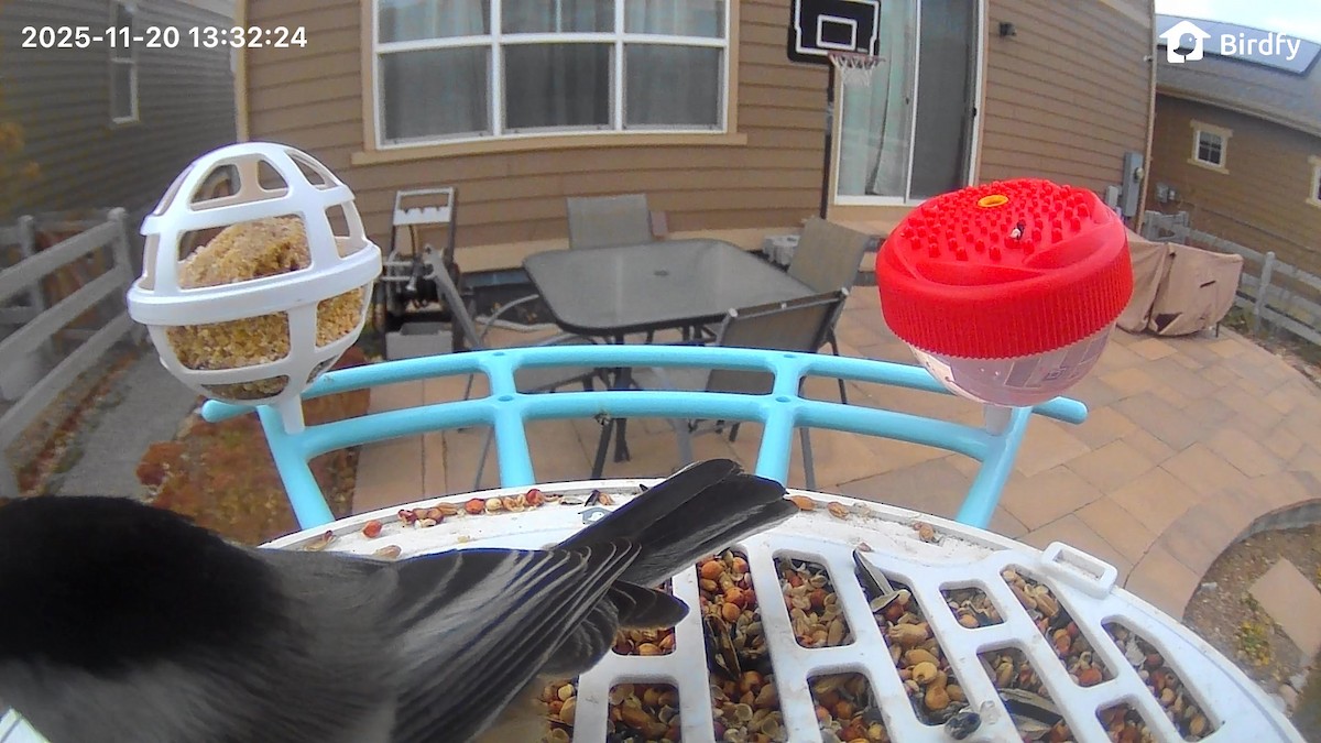 Black-capped Chickadee - ML645561516