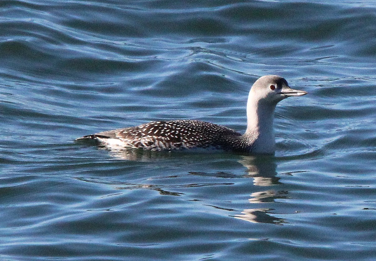 Red-throated Loon - ML645561517