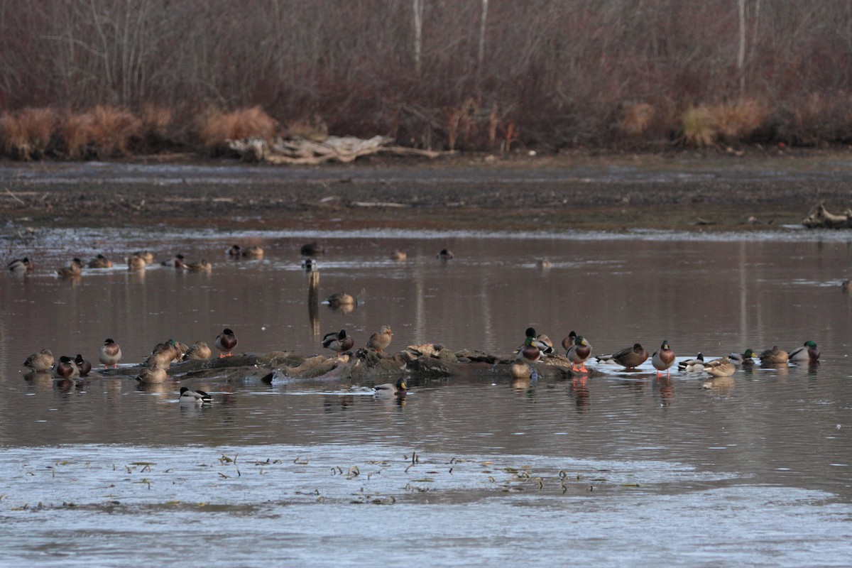 Mallard - ML645561518