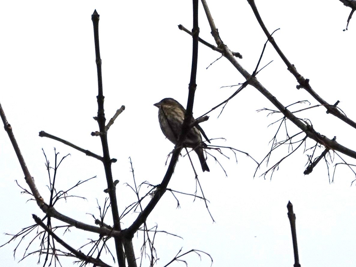 Purple Finch - ML645561519