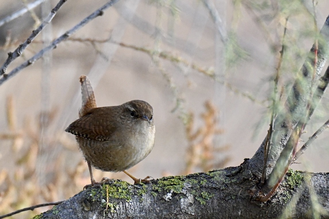 Eurasian Wren - ML645561520