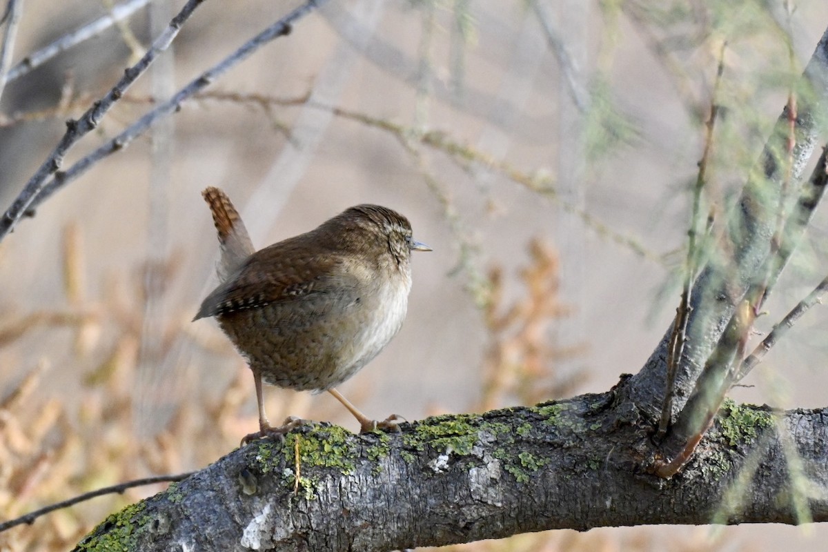 Eurasian Wren - ML645561521