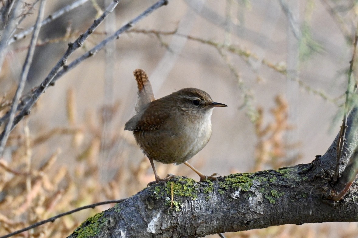 Eurasian Wren - ML645561522