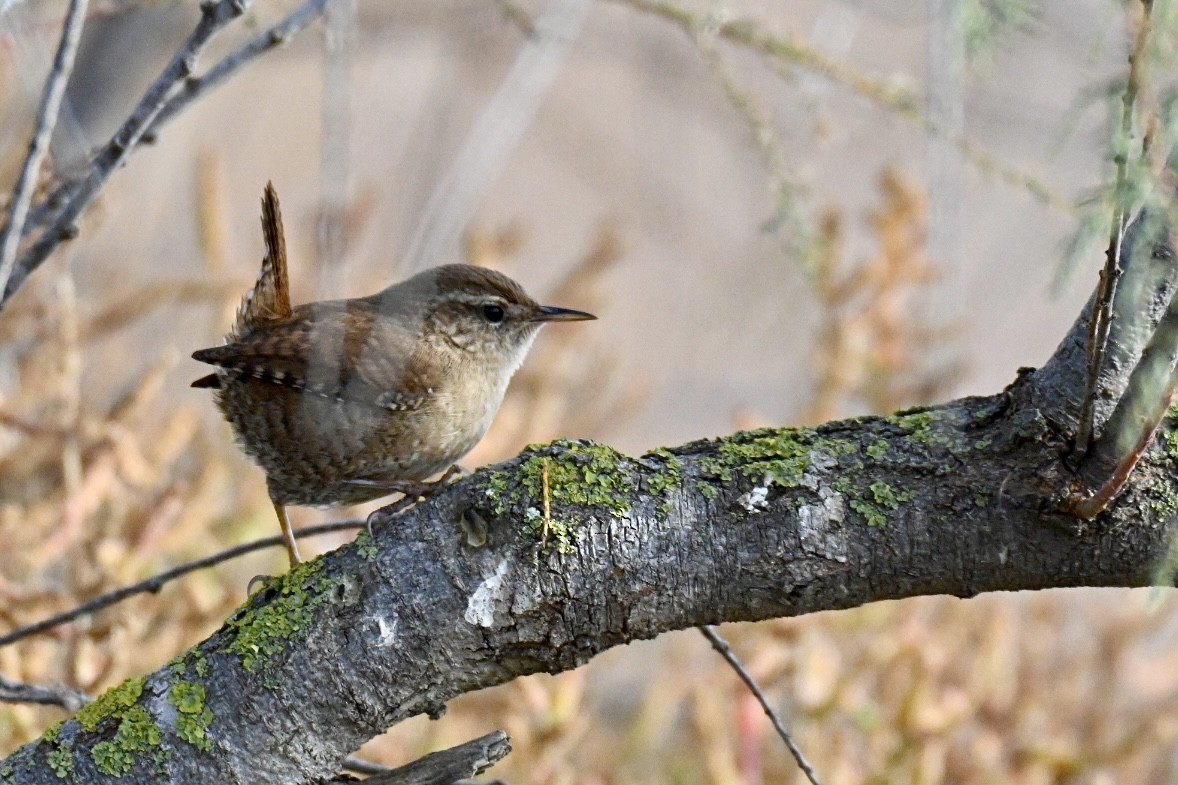Eurasian Wren - ML645561523