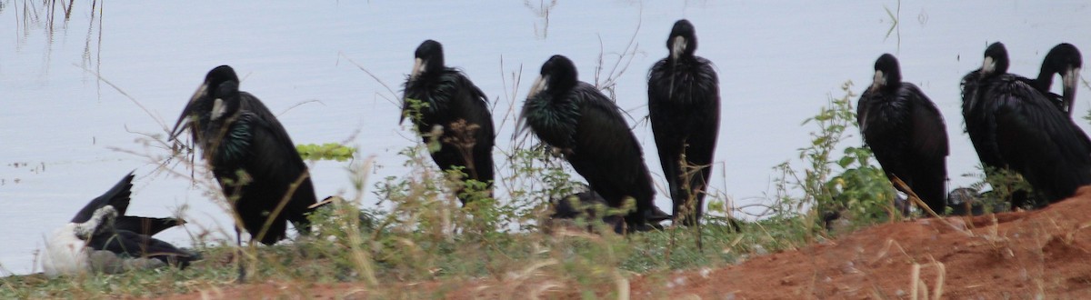 African Openbill - ML645561525