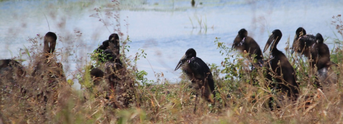 African Openbill - ML645561526