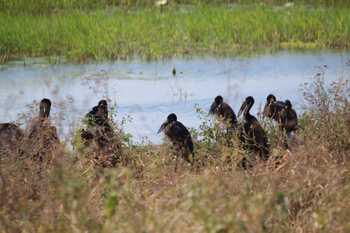 African Openbill - ML645561527
