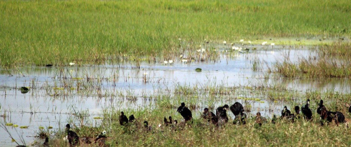 African Openbill - ML645561528