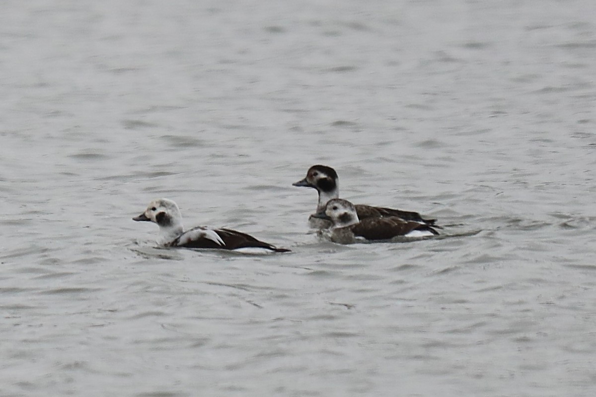 hoholka lední - ML645561530