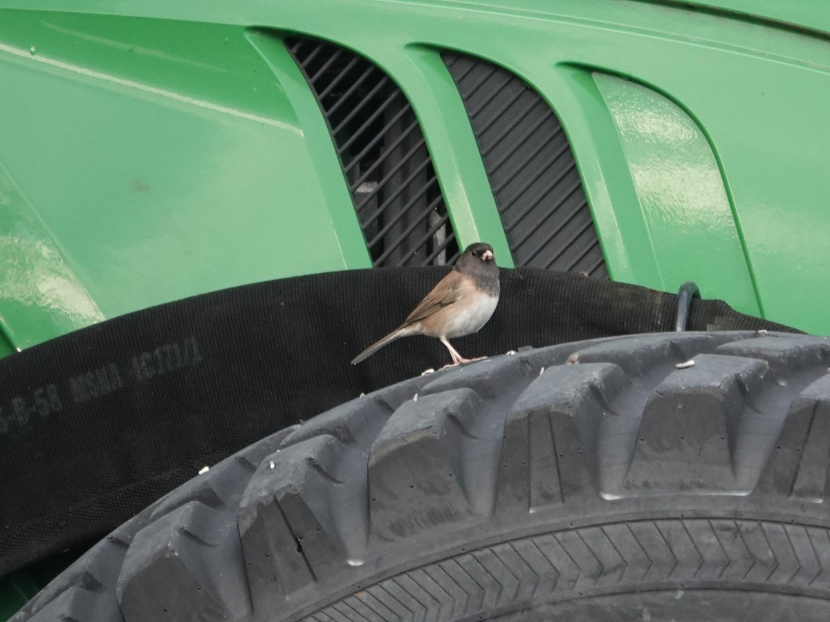 Dark-eyed Junco - ML645561531