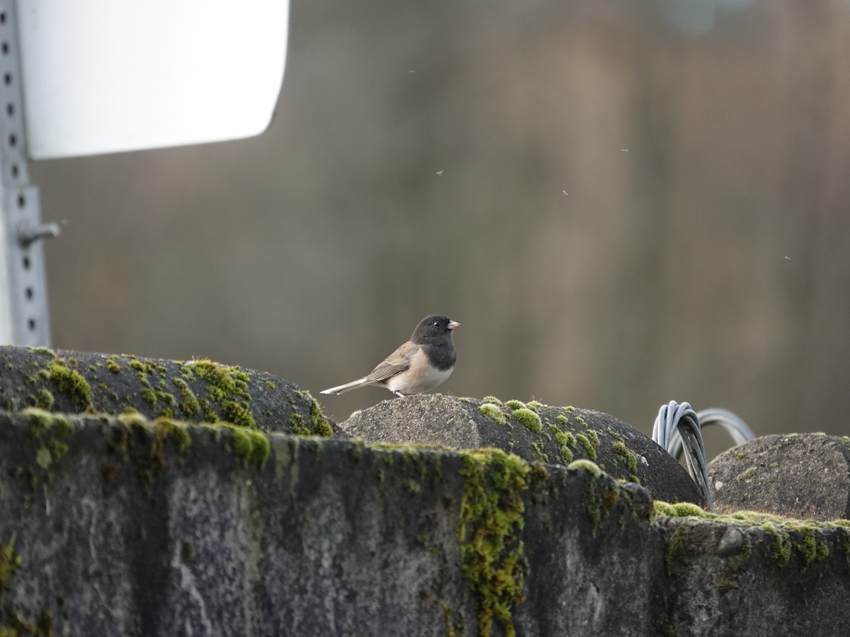 Dark-eyed Junco - ML645561532