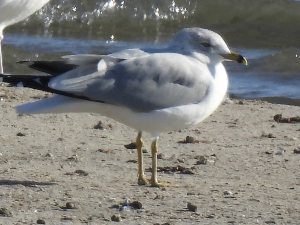 Ring-billed Gull - ML645561533