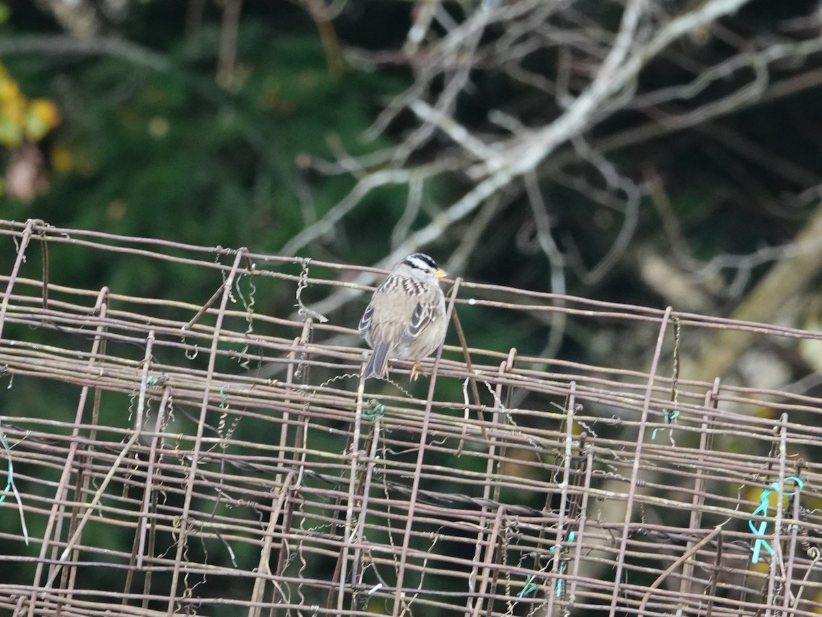 White-crowned Sparrow - ML645561534