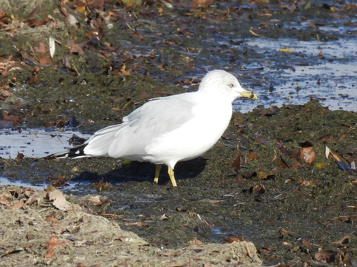 Ring-billed Gull - ML645561535