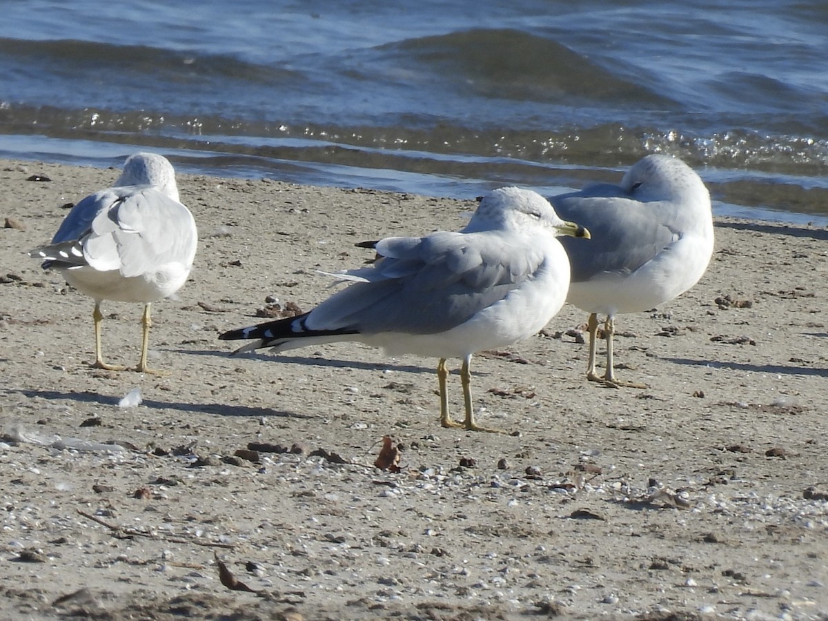 Ring-billed Gull - ML645561536
