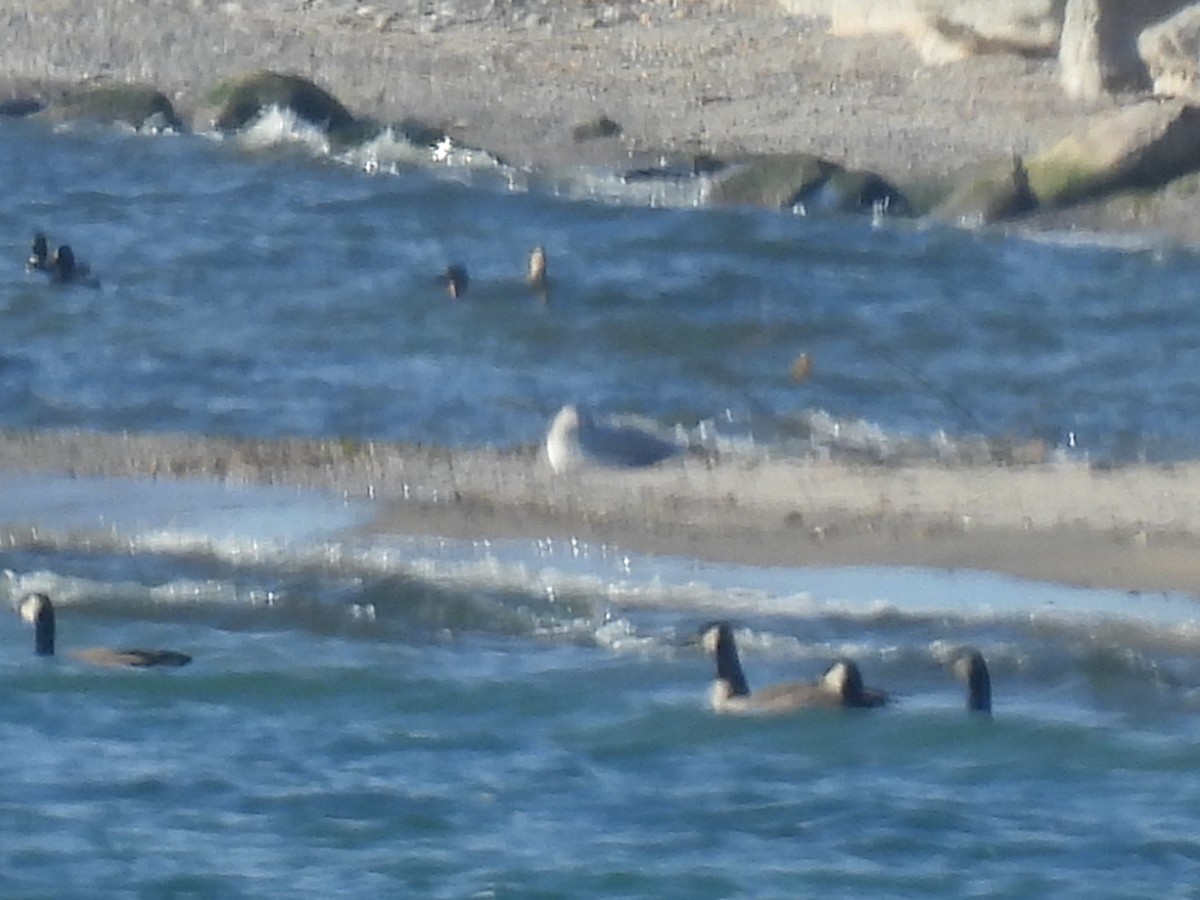 Ring-billed Gull - ML645561537