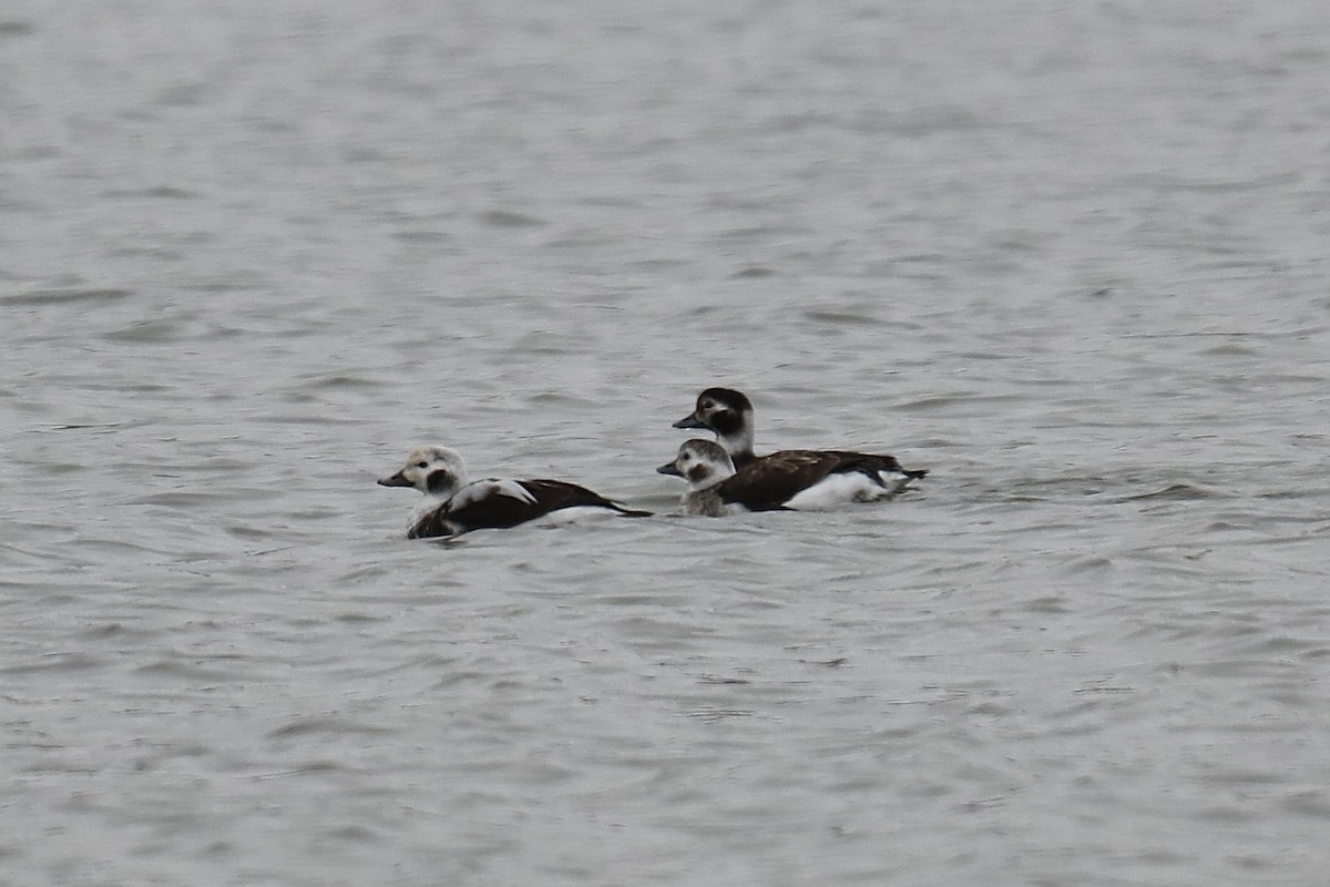 hoholka lední - ML645561539