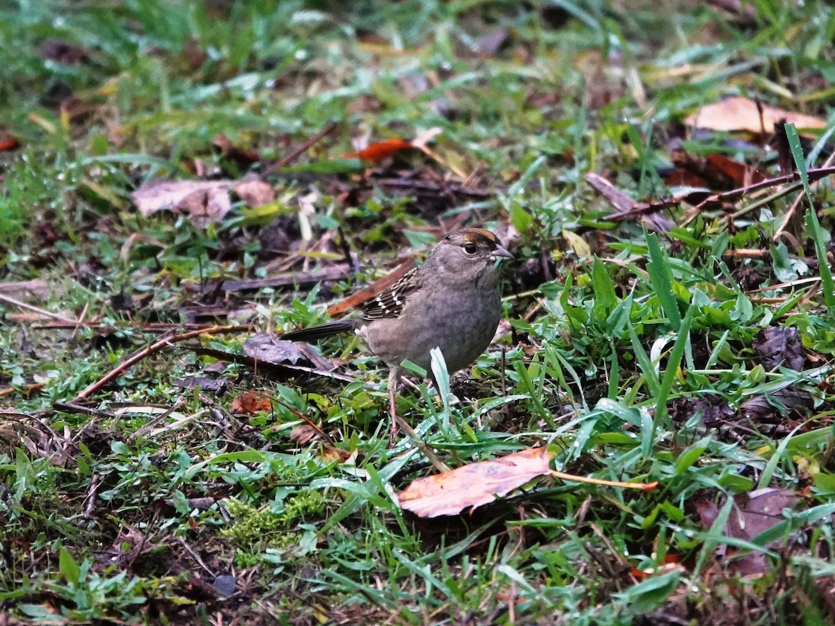 Golden-crowned Sparrow - ML645561543