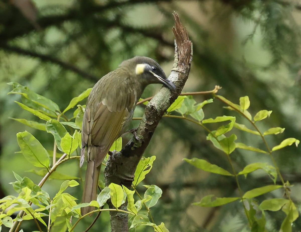 Lewin's Honeyeater - ML645561545