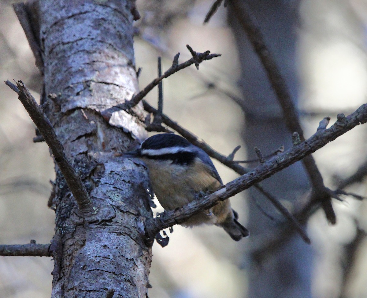 Red-breasted Nuthatch - ML645561552