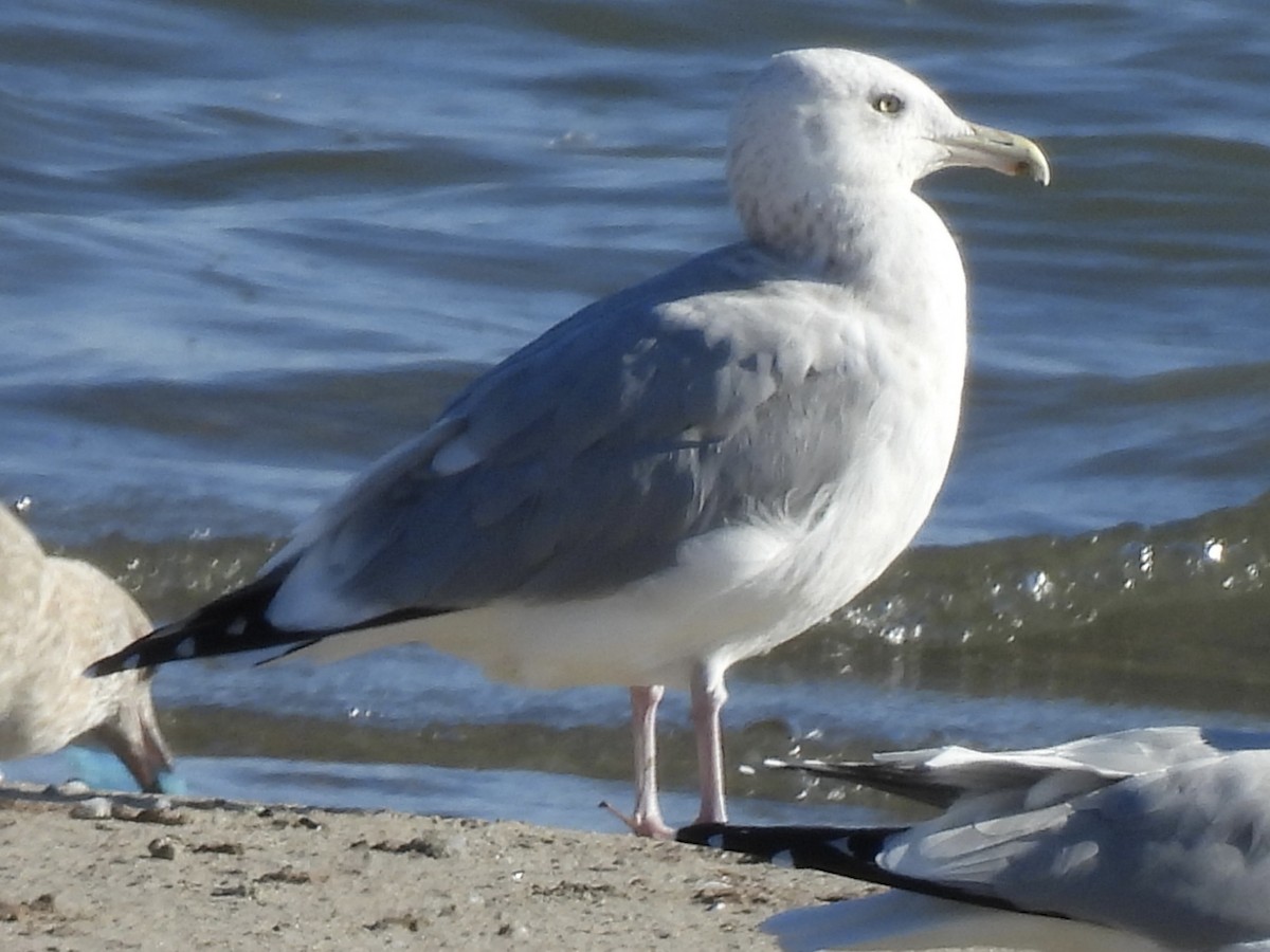 American Herring Gull - ML645561560