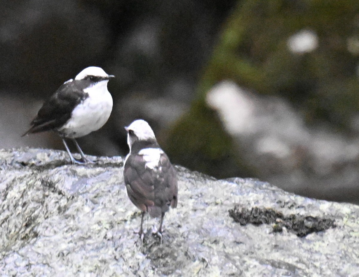 White-capped Dipper - ML645561563
