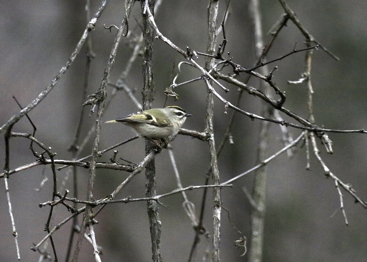 Golden-crowned Kinglet - ML645561566
