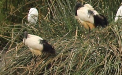 African Woolly-necked Stork - ML645561567