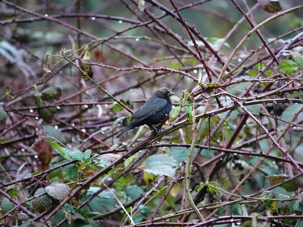 Brown-headed Cowbird - ML645561571