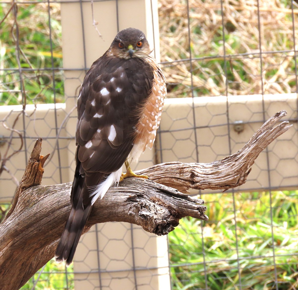 Sharp-shinned Hawk - ML645561573